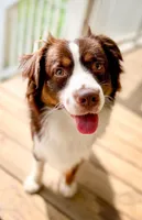Willow, a female Miniature Australian Shepherd for sale in Romney, WV – Photo 4 of 6