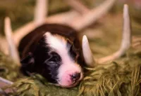Parker, a male Miniature Australian Shepherd for sale in Romney, WV – Photo 1 of 4