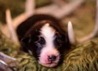 Parker, a male Miniature Australian Shepherd for sale in Romney, WV – Photo 2 of 4