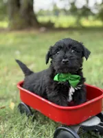 Green, a male Scottish Terrier and West Highland White Terrier for sale in Paducah, KY – 6 of 7