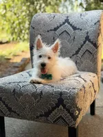 Ringo, a male Scottish Terrier and West Highland White Terrier for sale in Paducah, KY – 3 of 5