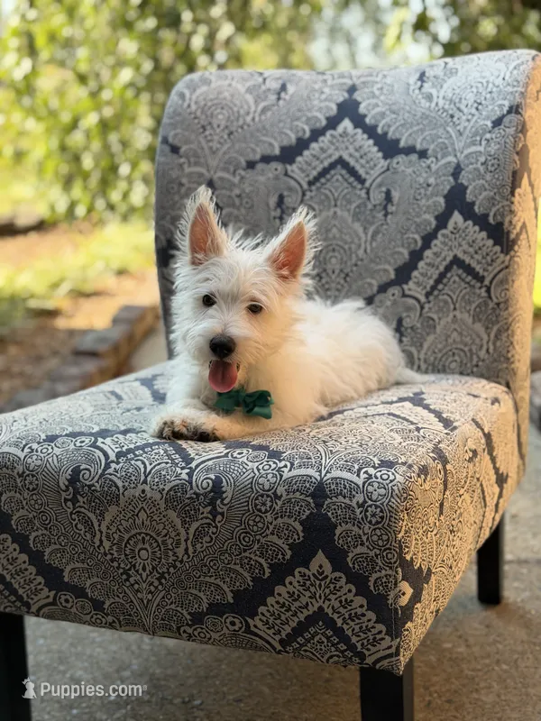 Ringo – Scottish Terrier, West Highland White Terrier puppy for sale in Paducah, KY