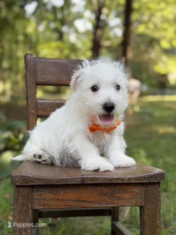 Polar – Scottish Terrier, West Highland White Terrier puppy for sale in Paducah, KY