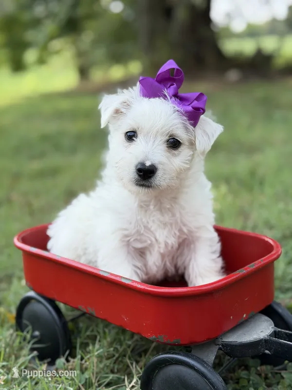Purple – Scottish Terrier, West Highland White Terrier puppy for sale in Paducah, KY