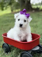 Purple, a female Scottish Terrier and West Highland White Terrier for sale in Paducah, KY – 1 of 10