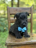 Blue, a male Scottish Terrier and West Highland White Terrier for sale in Paducah, KY – 3 of 7