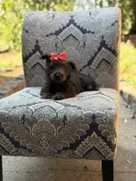 Cora, a female Scottish Terrier and West Highland White Terrier for sale in Paducah, KY – 4 of 10