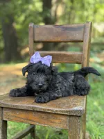 Purple, a female Scottish Terrier and West Highland White Terrier for sale in Paducah, KY – 6 of 10