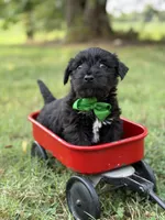 Green, a male Scottish Terrier and West Highland White Terrier for sale in Paducah, KY – 2 of 7
