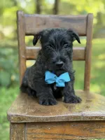 Blue, a male Scottish Terrier and West Highland White Terrier for sale in Paducah, KY – 2 of 7