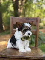 Maddox, a male Yorkshire Terrier and Biewer for sale in Paducah, KY – 4 of 8