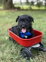 Blue , a male Scottish Terrier and West Highland White Terrier for sale in Paducah, KY – 6 of 7