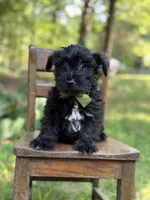 Ripley , a male Scottish Terrier and West Highland White Terrier for sale in Paducah, KY – 5 of 9