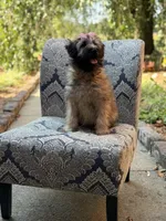AKC Sophie, a female Soft Coated Wheaten Terrier for sale in Paducah, KY – 9 of 10