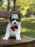 Mason, a male Yorkshire Terrier and Biewer for sale in Paducah, KY – 3 of 10