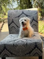 Polar, a male Scottish Terrier and West Highland White Terrier for sale in Paducah, KY – 9 of 9