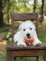 Polar, a male Scottish Terrier and West Highland White Terrier for sale in Paducah, KY – 5 of 10