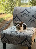 Maddox, a male Yorkshire Terrier and Biewer for sale in Paducah, KY – 5 of 10