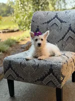 Regina , a female Scottish Terrier and West Highland White Terrier for sale in Paducah, KY – 7 of 10