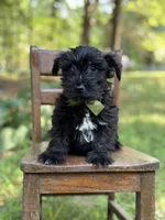 Ripley , a male Scottish Terrier and West Highland White Terrier for sale in Paducah, KY – 7 of 9