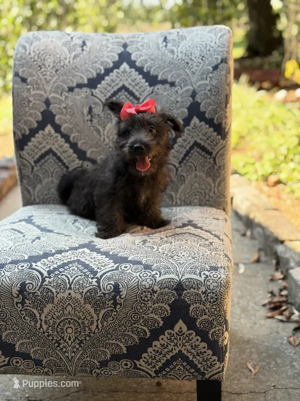 Cora – Scottish Terrier, West Highland White Terrier puppy for sale in Paducah, KY