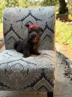 Cora, a female Scottish Terrier and West Highland White Terrier for sale in Paducah, KY – 1 of 10