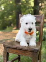 Polar, a male Scottish Terrier and West Highland White Terrier for sale in Paducah, KY – 4 of 10