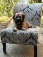 AKC Sophie, a female Soft Coated Wheaten Terrier for sale in Paducah, KY – 4 of 10