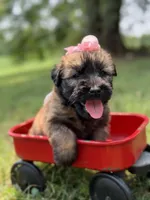 AKC Sophie, a female Soft Coated Wheaten Terrier for sale in Paducah, KY – 2 of 10