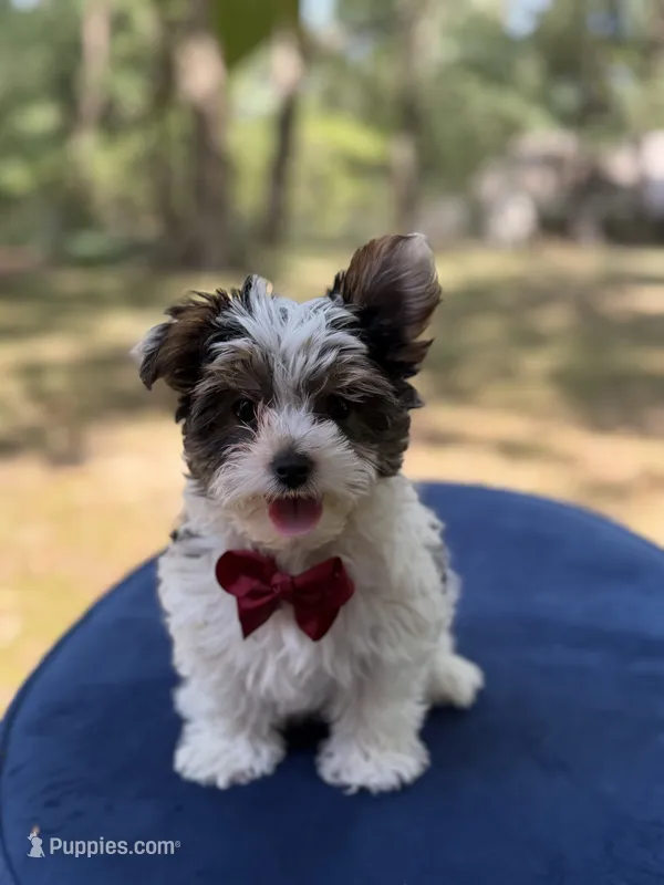 Mason – Yorkshire Terrier, Biewer puppy for sale in Paducah, KY