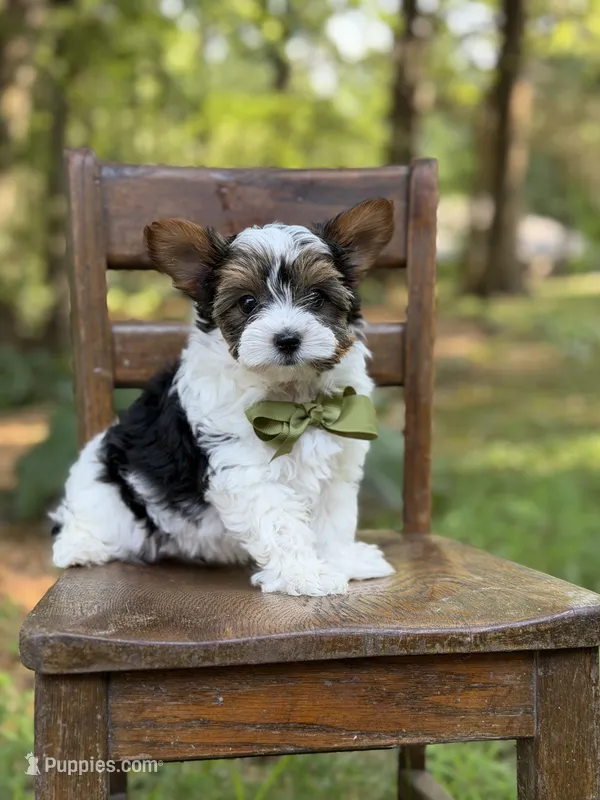 Maddox – Yorkshire Terrier, Biewer puppy for sale in Paducah, KY