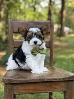 Maddox, a male Yorkshire Terrier and Biewer for sale in Paducah, KY – 1 of 8