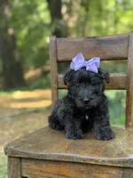 Purple, a female Scottish Terrier and West Highland White Terrier for sale in Paducah, KY – 3 of 10