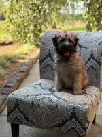 AKC Sophie, a female Soft Coated Wheaten Terrier for sale in Paducah, KY – 3 of 10