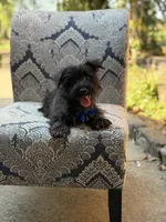 Riley, a male Scottish Terrier and West Highland White Terrier for sale in Paducah, KY – 8 of 10