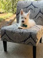 Ringo, a male Scottish Terrier and West Highland White Terrier for sale in Paducah, KY – 4 of 5