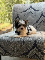 Mason, a male Yorkshire Terrier and Biewer for sale in Paducah, KY – 7 of 10