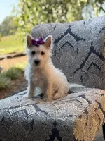 Regina , a female Scottish Terrier and West Highland White Terrier for sale in Paducah, KY – 3 of 10