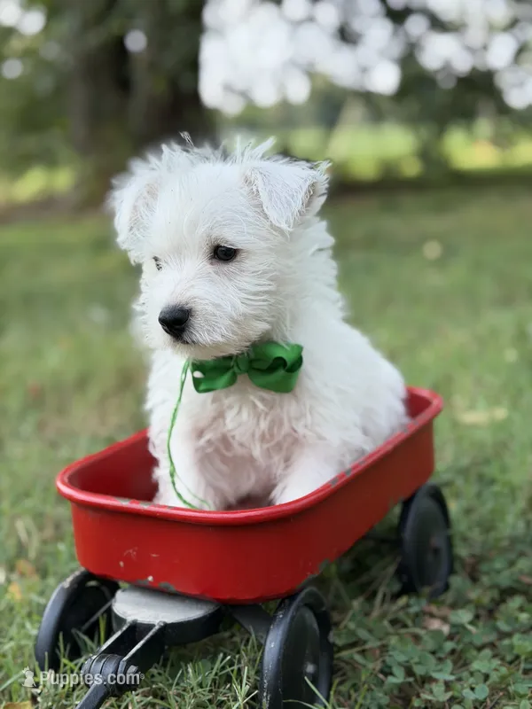 AKC Green  – West Highland White Terrier puppy for sale in Paducah, KY