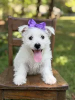 Regina , a female Scottish Terrier and West Highland White Terrier for sale in Paducah, KY – 7 of 10