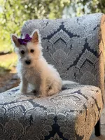 Regina , a female Scottish Terrier and West Highland White Terrier for sale in Paducah, KY – 8 of 10
