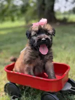AKC Sophie, a female Soft Coated Wheaten Terrier for sale in Paducah, KY – 6 of 10