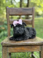 Pink, a female Scottish Terrier and West Highland White Terrier for sale in Paducah, KY – 9 of 10