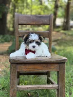 Mason, a male Yorkshire Terrier and Biewer for sale in Paducah, KY – 10 of 10