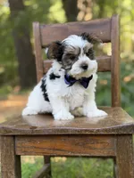 Maxwell, a male Yorkshire Terrier and Biewer for sale in Paducah, KY – 9 of 10