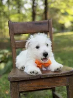 Polar, a male Scottish Terrier and West Highland White Terrier for sale in Paducah, KY – 3 of 10