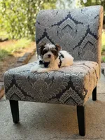 Mason, a male Yorkshire Terrier and Biewer for sale in Paducah, KY – 9 of 10