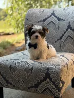 Mason, a male Yorkshire Terrier and Biewer for sale in Paducah, KY – 4 of 10