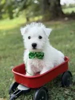 AKC Green , a male West Highland White Terrier for sale in Paducah, KY – 2 of 9