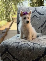 Regina , a female Scottish Terrier and West Highland White Terrier for sale in Paducah, KY – 1 of 10